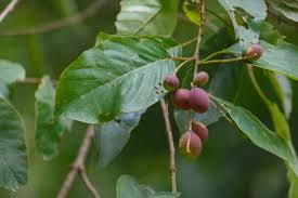 Haritaki fruit on the Terminalia chebula tree