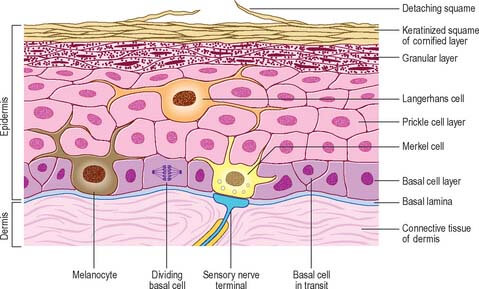 Haritaki heals keratinocytes cells | Haritaki.org