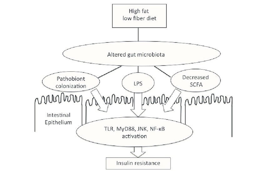 Haritaki and metabolic endotoxemia