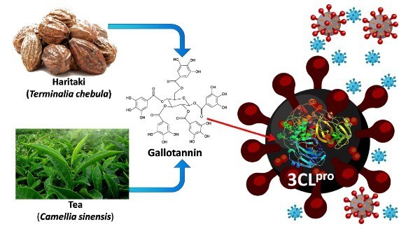 Haritaki reduces the effects of COVID-19, Coronavirus