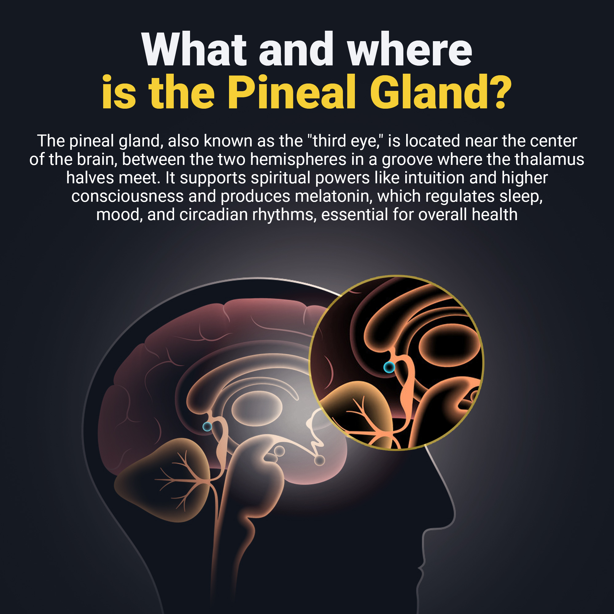 Where is the Pineal Gland